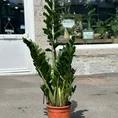 scindapsus pictus argyraeus satin pothos 12cm pot
