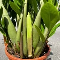 scindapsus pictus argyraeus satin pothos 12cm pot