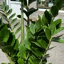 scindapsus pictus argyraeus satin pothos 12cm pot