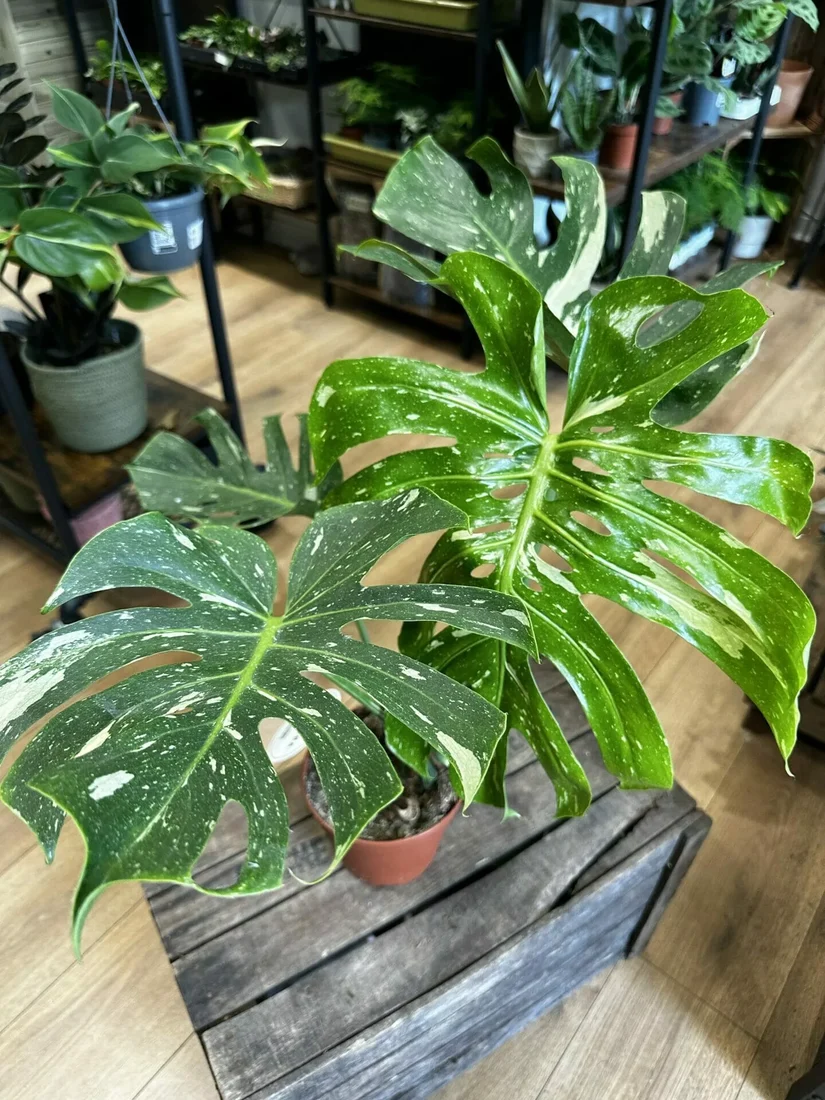 philodendron hederaceum jacq schott Philodendron hederaceum variegated
