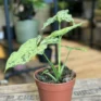 scindapsus pictus argyraeus satin pothos 12cm pot