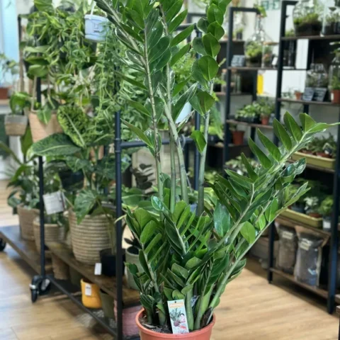 scindapsus pictus argyraeus satin pothos 12cm pot