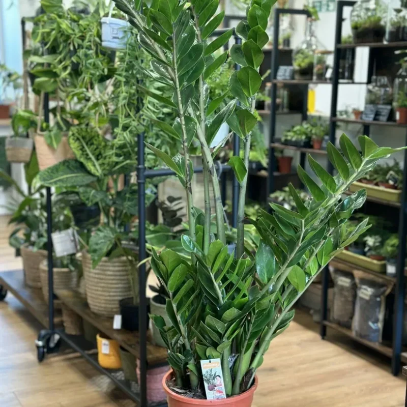 scindapsus pictus argyraeus satin pothos 12cm pot