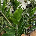 scindapsus pictus argyraeus satin pothos 12cm pot