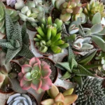 Alix McGillivray Succulent Mix