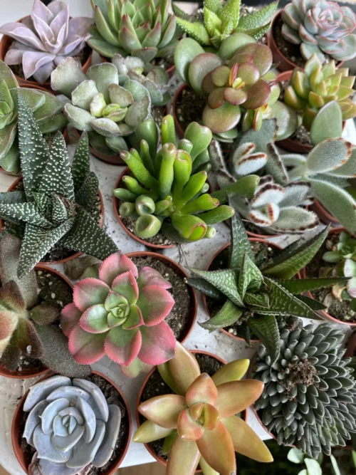 arrangement of multiple succulent and cacti close together