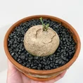 stephania erecta caudex plant terracotta 15cm pot