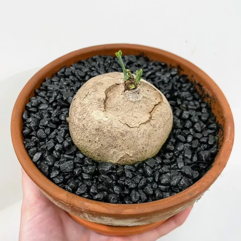 stephania erecta caudex plant terracotta 15cm pot stephania erecta caudex plant terracotta 15cm pot