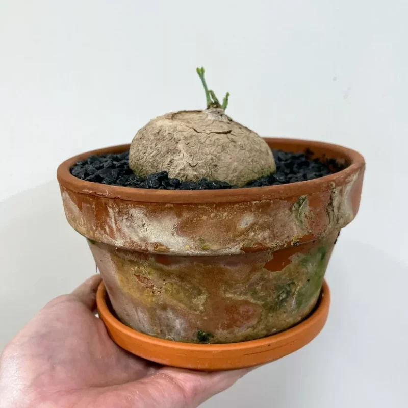 stephania erecta caudex plant terracotta 15cm pot stephania erecta caudex plant terracotta 15cm pot
