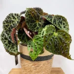Rustic Seaweed Natural Black Stripe Basket Large for 20cm pots