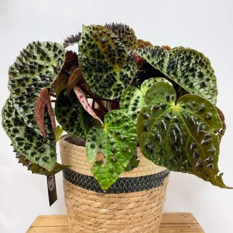 rustic seaweed natural black stripe basket large for 20cm pots