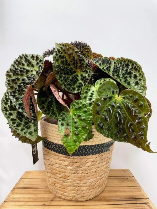 rustic seaweed natural black stripe basket large for 20cm pots