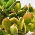 modern concrete planter with dots for 8cm pots (copy)