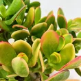 modern concrete planter with dots for 8cm pots (copy)