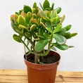 modern concrete planter with dots for 8cm pots (copy)