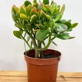 modern concrete planter with dots for 8cm pots (copy)