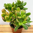 modern concrete planter with dots for 8cm pots (copy)