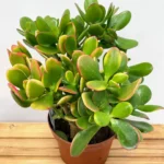 Crassula Ovata Sunset Variegata Succulent 17cm