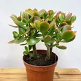 modern concrete planter with dots for 8cm pots (copy)