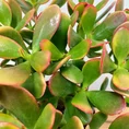modern concrete planter with dots for 8cm pots (copy)
