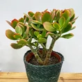 modern concrete planter with dots for 8cm pots (copy)