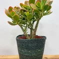 modern concrete planter with dots for 8cm pots (copy)