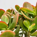 modern concrete planter with dots for 8cm pots (copy)