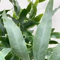 modern concrete planter with dots for 8cm pots (copy)