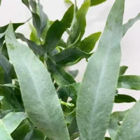 modern concrete planter with dots for 8cm pots (copy)