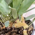modern concrete planter with dots for 8cm pots (copy)
