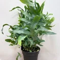 modern concrete planter with dots for 8cm pots (copy)