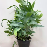 modern concrete planter with dots for 8cm pots (copy)