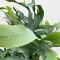 modern concrete planter with dots for 8cm pots (copy)