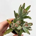 kalanchoe hortagel mother of millions 5cm pot (copy)