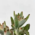 kalanchoe hortagel mother of millions 5cm pot (copy)