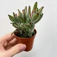 kalanchoe hortagel mother of millions 5cm pot (copy)