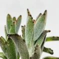 kalanchoe hortagel mother of millions 5cm pot (copy)