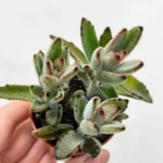 Kalanchoe Tomentosa Panda Plant 5cm pot