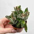 kalanchoe hortagel mother of millions 5cm pot (copy)