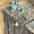 string of hearts ceropegia woodii 6cm pot
