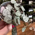 string of hearts ceropegia woodii 6cm pot