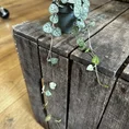 string of hearts ceropegia woodii 6cm pot