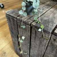 string of hearts ceropegia woodii 6cm pot