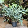 blue star fern phlebodium aureum 17cm pot