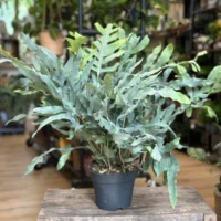 blue star fern phlebodium aureum 17cm pot