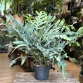 blue star fern phlebodium aureum 17cm pot