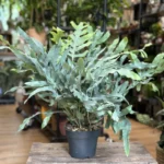 Blue Star Fern Phlebodium Aureum 17cm pot