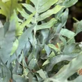 blue star fern phlebodium aureum 17cm pot