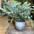 blue star fern phlebodium aureum 17cm pot