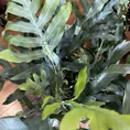 blue star fern phlebodium aureum 17cm pot